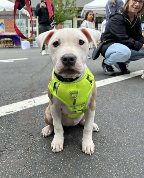 Charlotte, an adoptable Pit Bull Terrier in Spotsylvania, VA