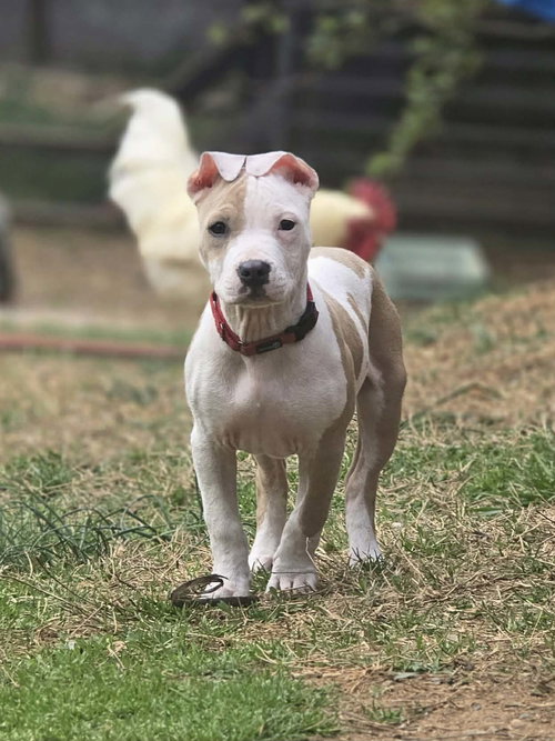Scarlet, an adoptable Pit Bull Terrier in Spotsylvania, VA