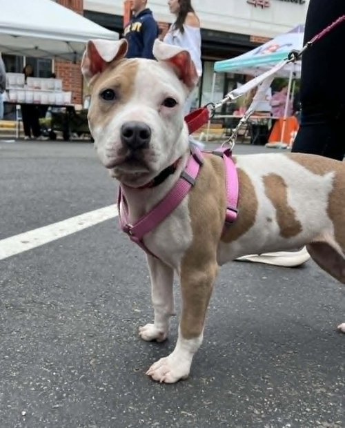Scarlet, an adoptable Pit Bull Terrier in Spotsylvania, VA