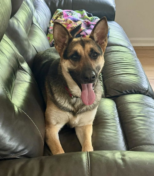 Lola (courtesy listing), an adoptable German Shepherd Dog in Spotsylvania, VA