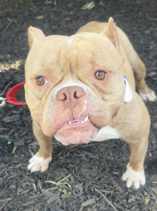 Jax, an adoptable Bulldog in Spotsylvania, VA
