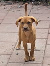 Terra (puppy)