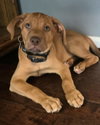 Terra (puppy)