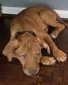 Terra (puppy)