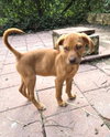 Terra (puppy)