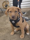 Terra (puppy)