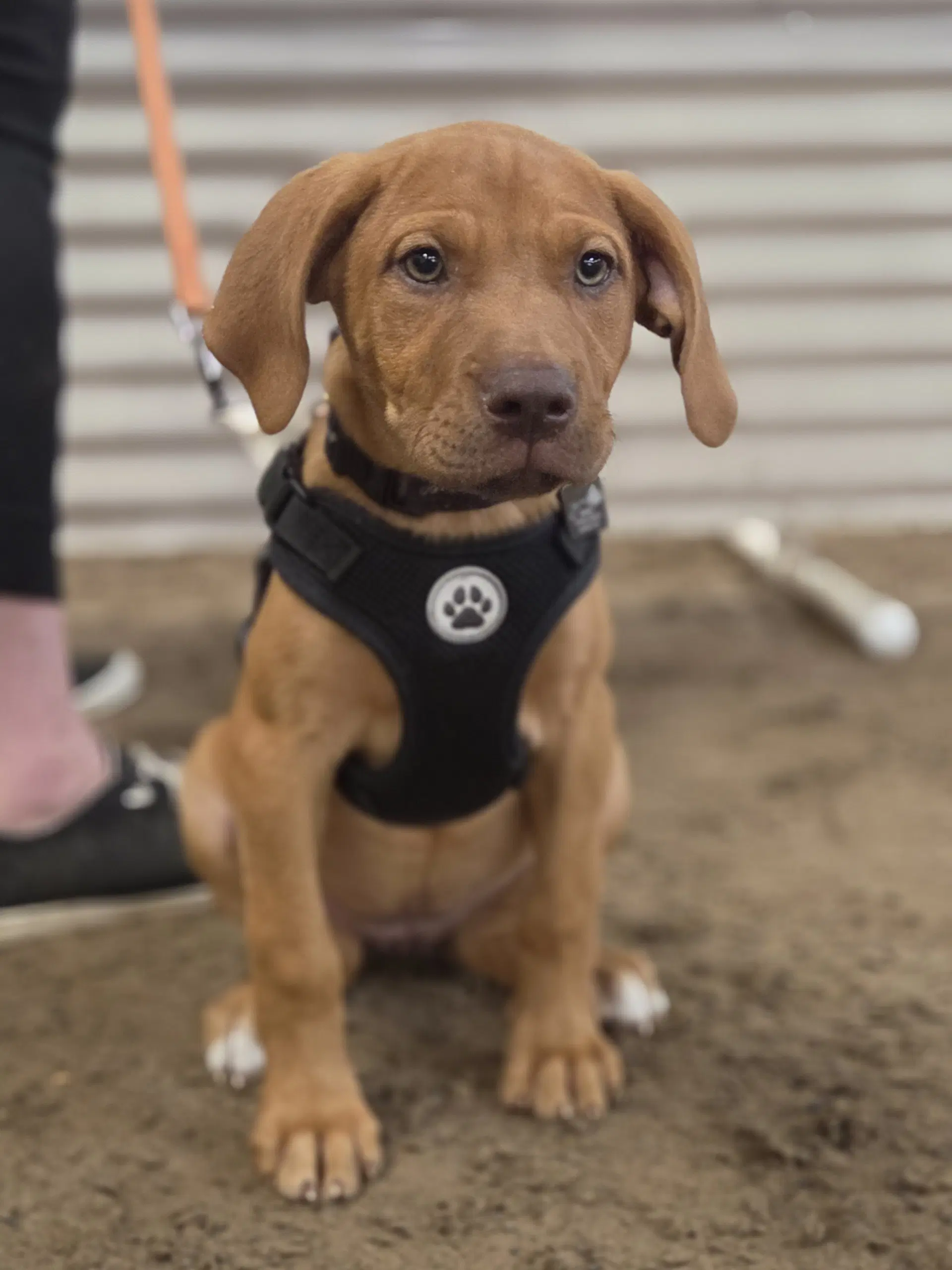 Terra - Labrador Retriever