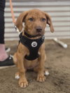 Terra (puppy)
