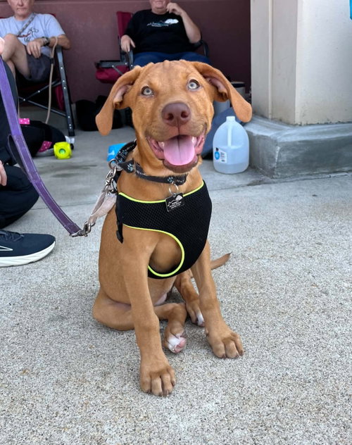 Terra (puppy)