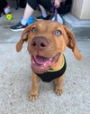 Terra (puppy)