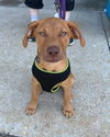 Terra (puppy)