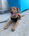 Terra (puppy)