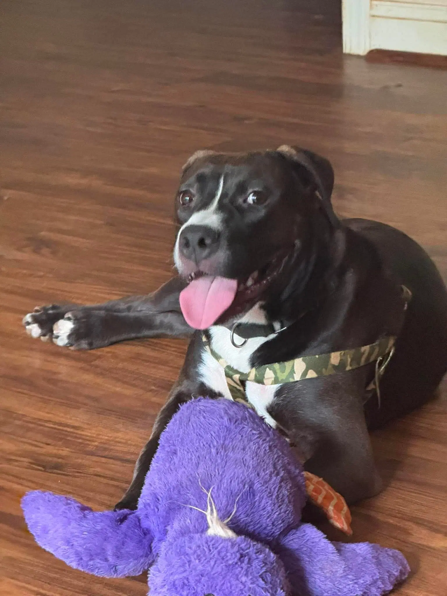 Otis - Pit Bull Terrier