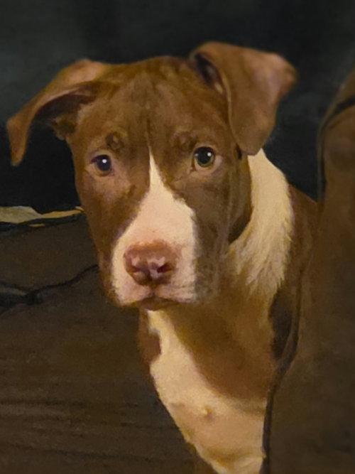 Photo 4 of Butter Bean (puppy)