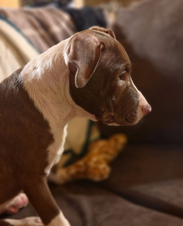 Butter Bean (puppy)