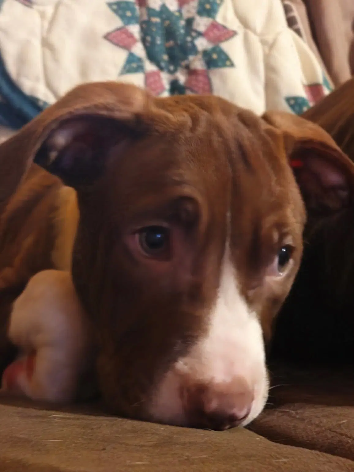 Butter Bean Puppy - Pit Bull Terrier