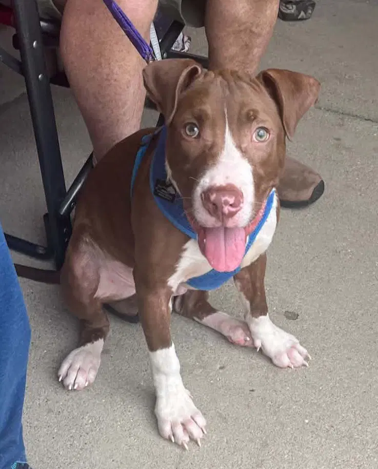 Butter Bean Puppy - Pit Bull Terrier