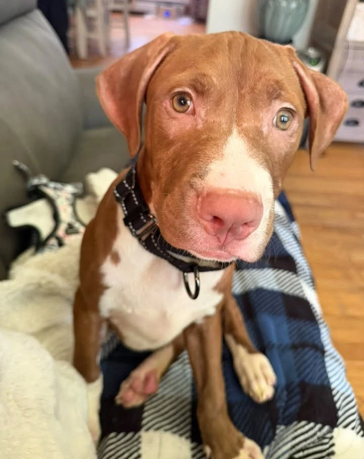 Casserole Puppy