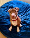 Macaroni (puppy)