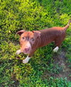 Macaroni (puppy)