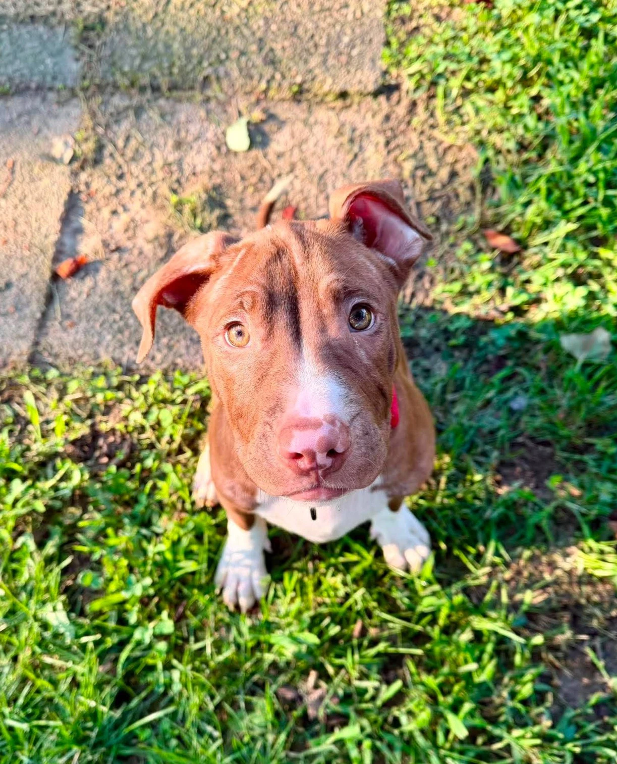 Macaroni Puppy