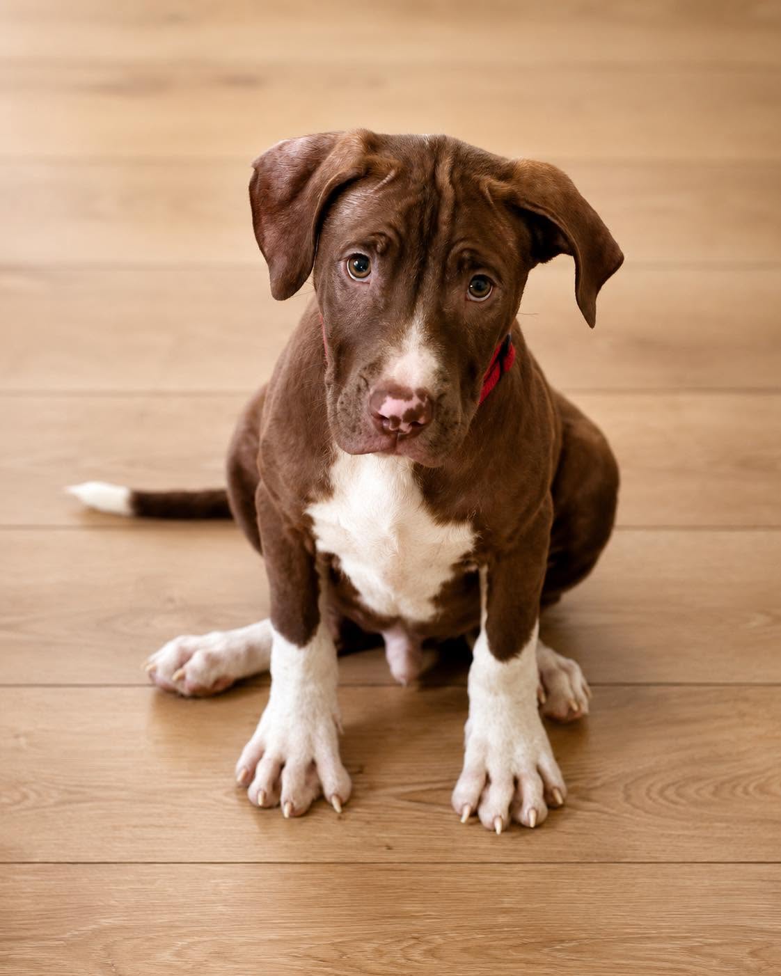 Macaroni (puppy), photo 11