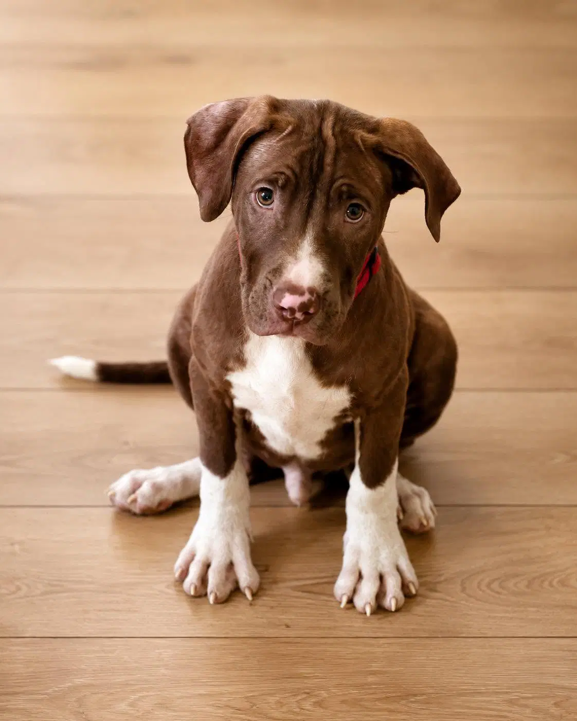 Macaroni Puppy image 4
