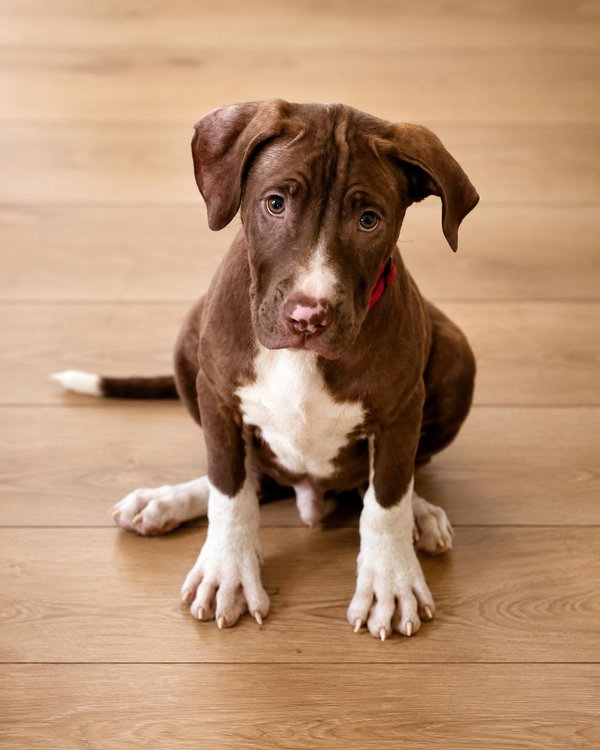 Macaroni (puppy)