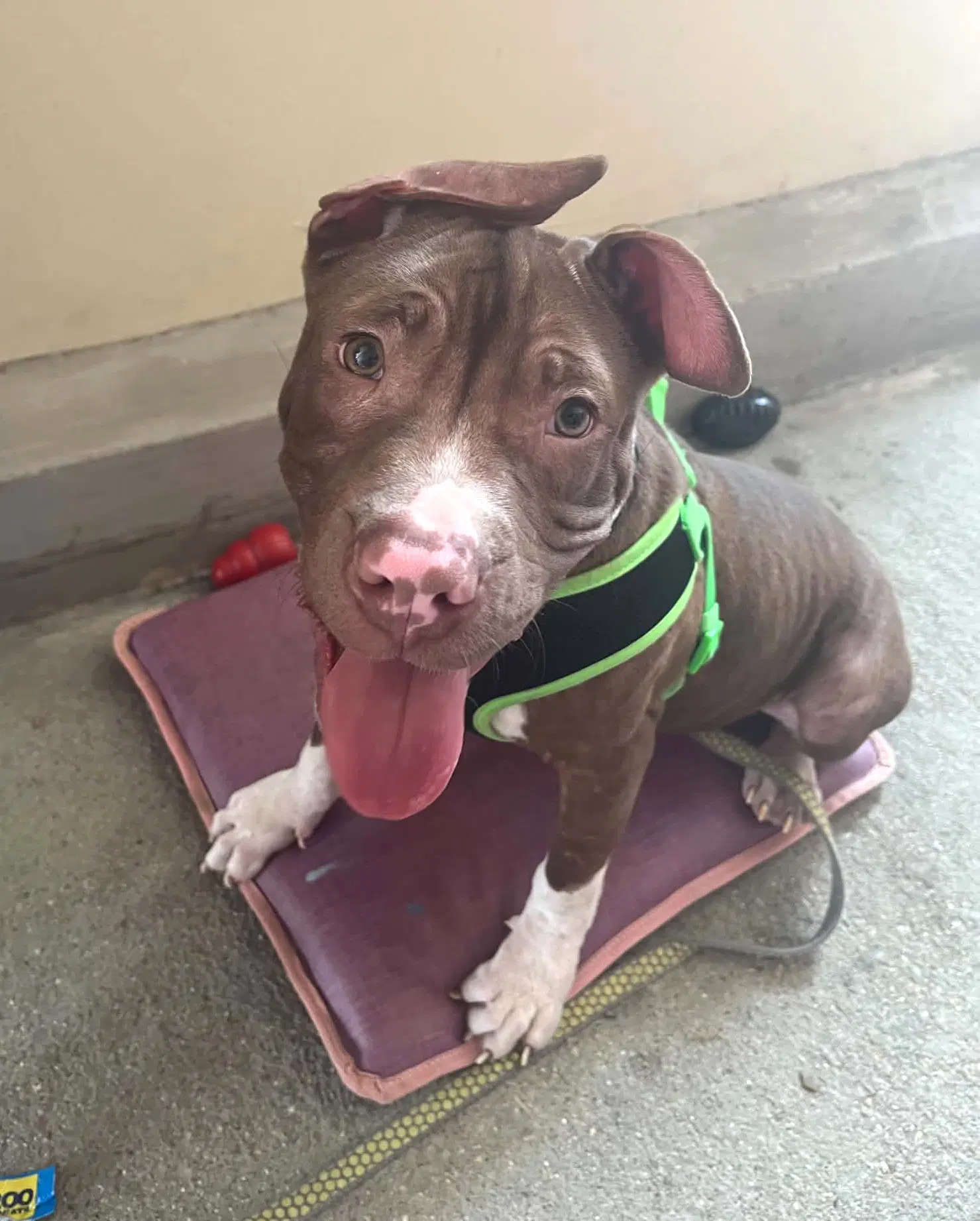 Macaroni Puppy - Pit Bull Terrier