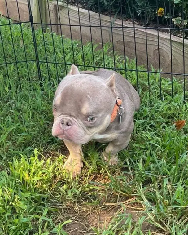 Bobble Special Needs - Pit Bull Terrier