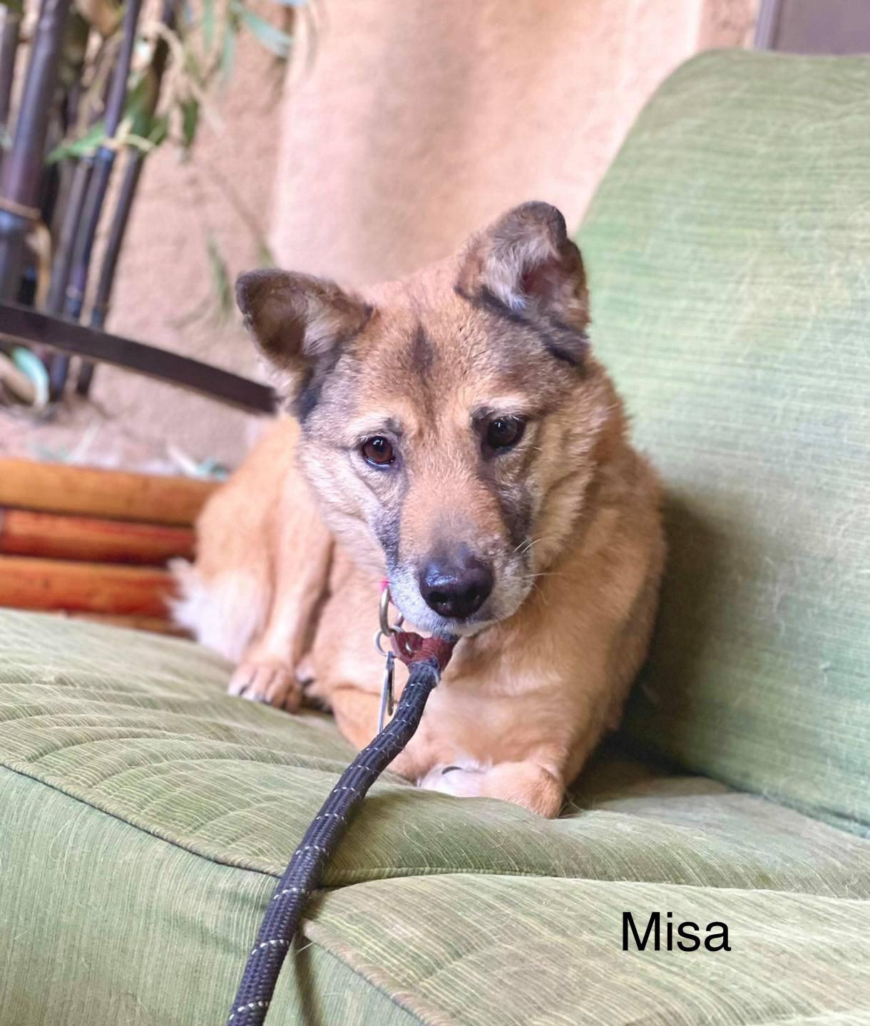adoptable Dog in Saint Louis, MO named Misha