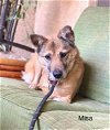 adoptable Dog in , MO named Misha