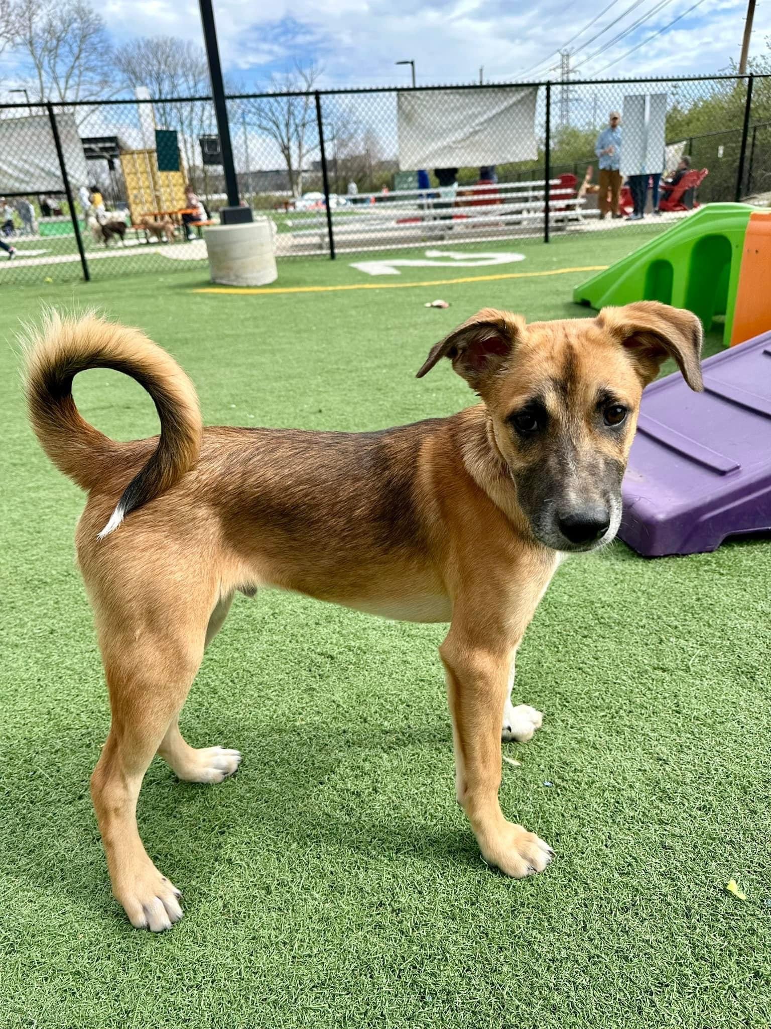 adoptable Dog in Saint Louis, MO named Trouble
