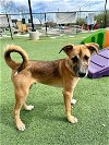 adoptable Dog in  named Trouble