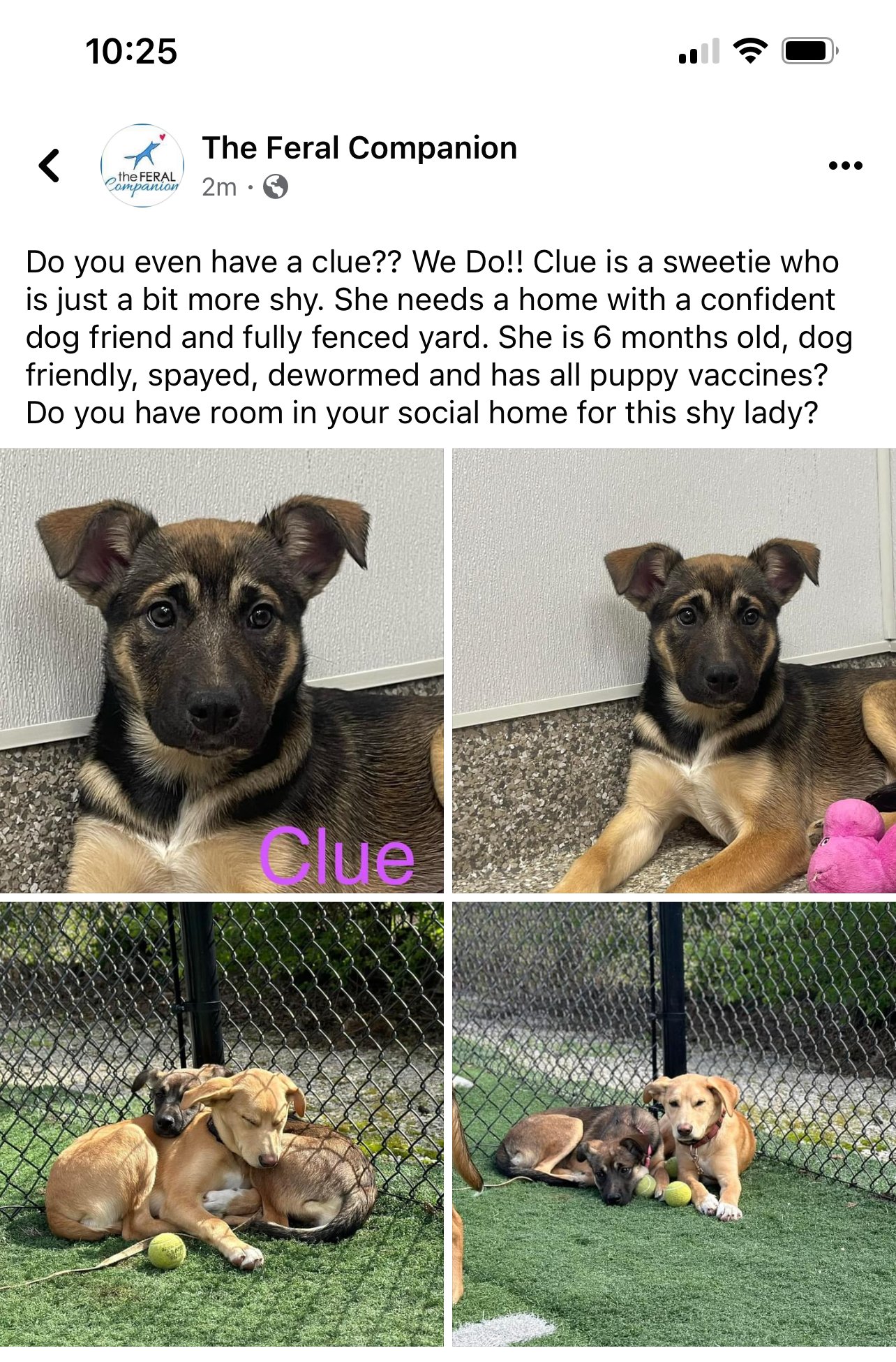 adoptable Dog in Saint Louis, MO named Clue