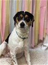 adoptable Dog in  named Ruffles