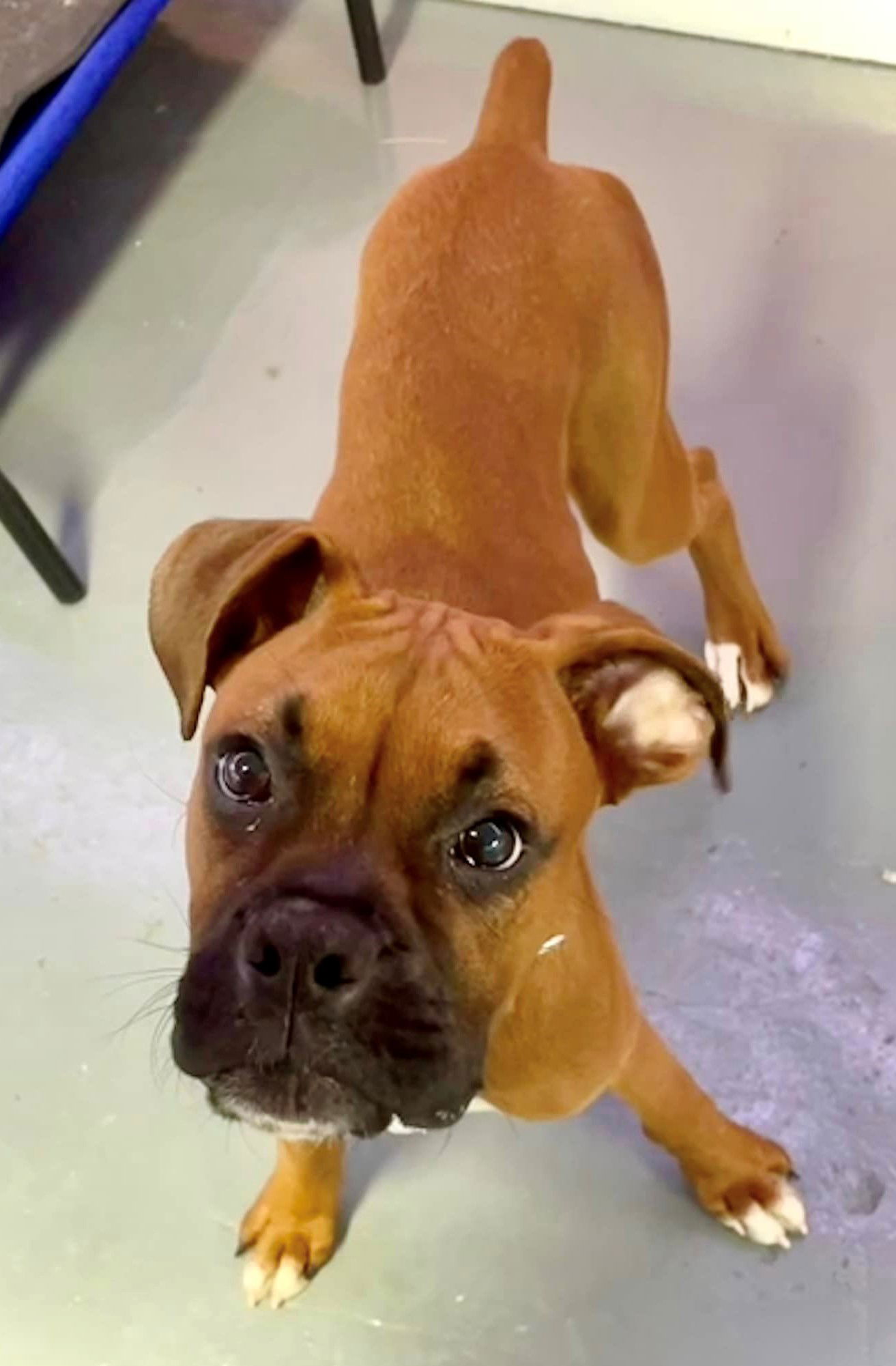 dog-for-adoption-taffy-a-boxer-in-bethel-ct-alpha-paw