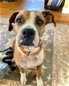 adoptable Dog in monticello, NY named Maia