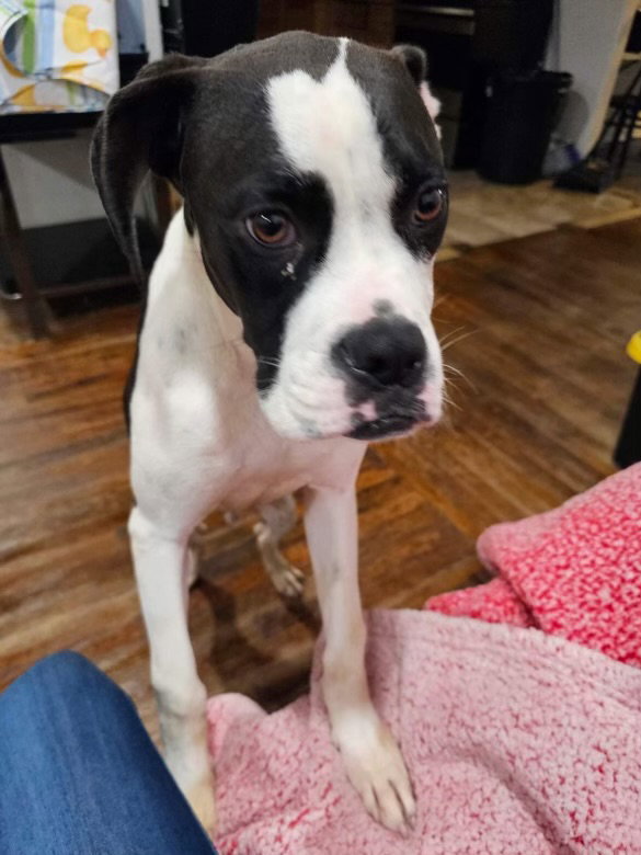 Dog for Adoption Moo, a Boxer in Kinnelon, NJ Alpha Paw