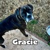 adoptable Dog in  named Gracie Lou