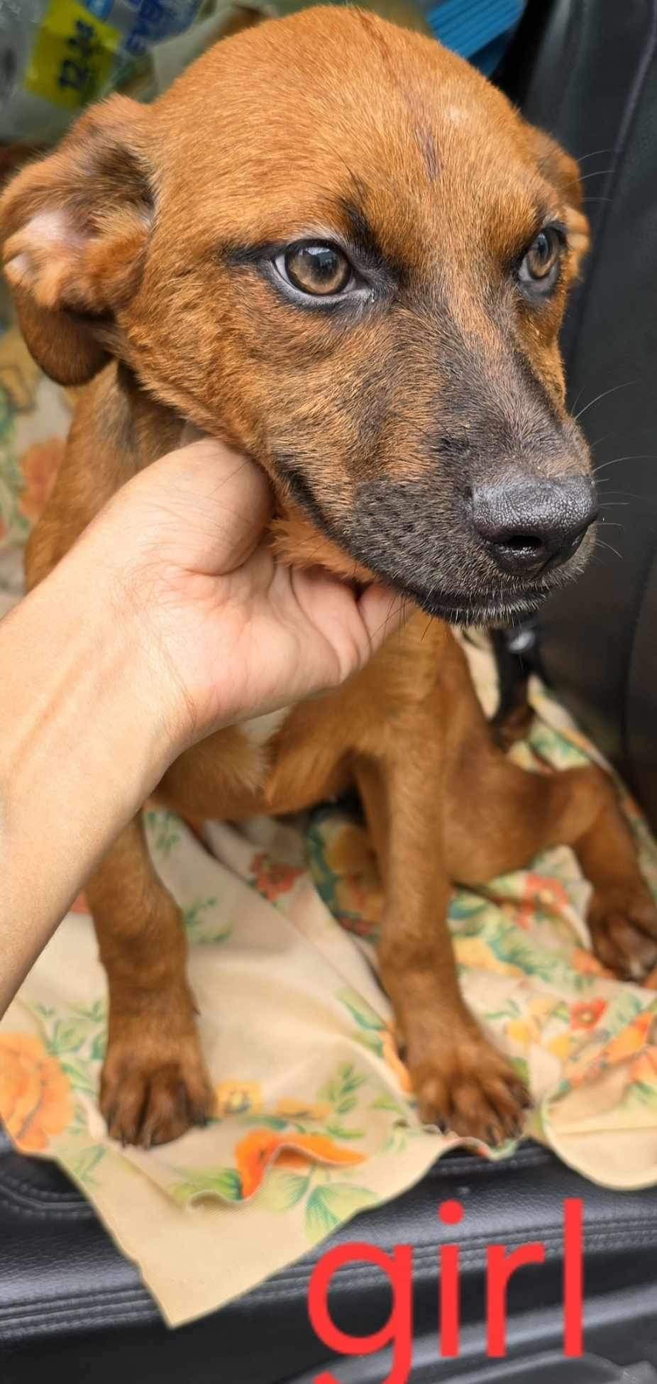 adoptable Dog in Monticello, NY named Valentina Litter - Juniper