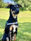 adoptable Dog in Monticello, NY named Valentina Litter - Laurel