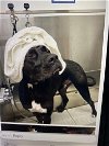 adoptable Dog in monticello, NY named Macaroni Aloysius