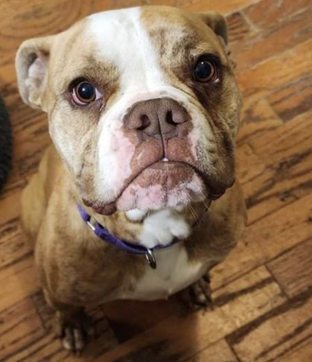 adoptable Dog in Monticello, NY named Diamond