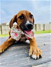 adoptable Dog in monticello, NY named M Litter - Mara