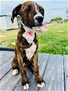 adoptable Dog in monticello, NY named M Litter - Minna