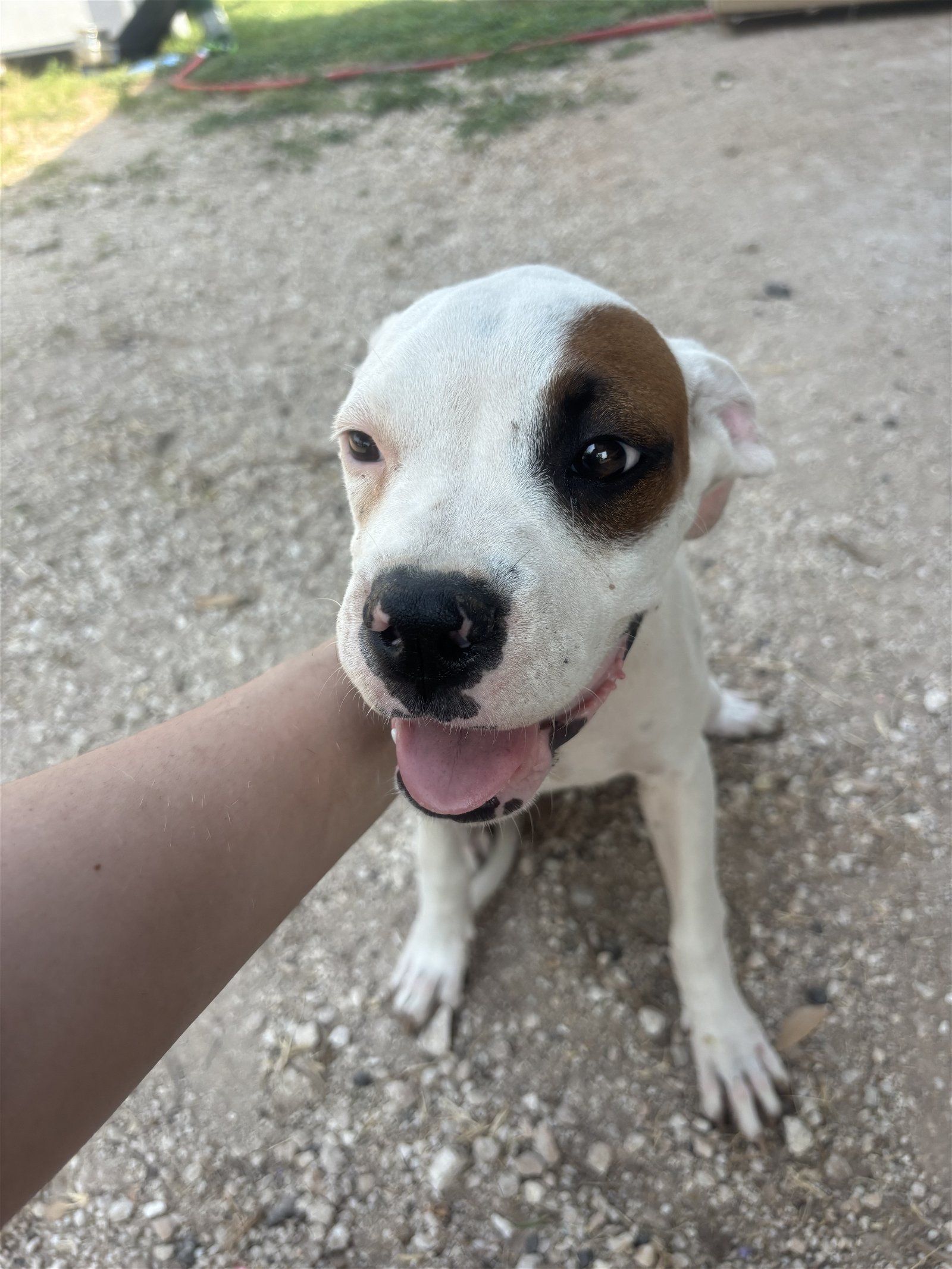 adoptable Dog in Monticello, NY named Lit Litter - Anthem
