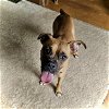 adoptable Dog in monticello, NY named Shakira