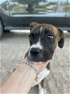 adoptable Dog in monticello, NY named Lit Litter - Sonnet