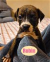 adoptable Dog in  named The Flock - Robin